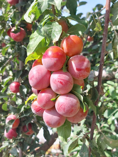 باغ آلوچه آقای حسین وندحسینی