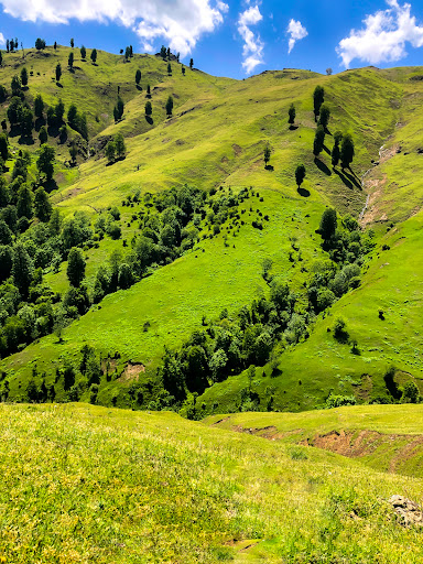 بَرزَه بیل