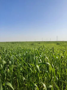 زمین حاج حبیب گاموری (بارونی)