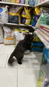 Ekbatan Chico Petshop پت شاپ چیکو اکباتان