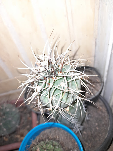 مهسان کاکتوس