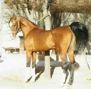 پرورش اسب سامان