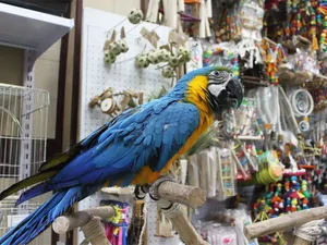 پرنده سرای آذرخش