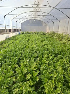 باغ طهمزی