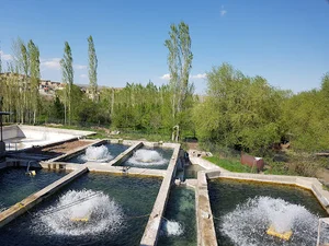 پرورش ماهی قزل آلا عباس یزدی