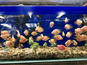 Mansoori Aquarium