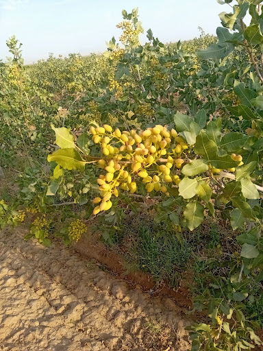 Agricultural services Kermani Zadeh