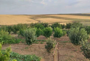 زمین باغ عاشوری