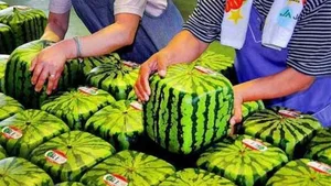هایپر میوه نوبرانه