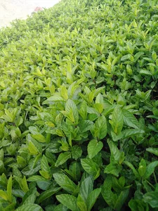 سبزی فروشی جمالی