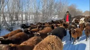 دامداری سنتی برادران حسن وامیرحسین شاهسون