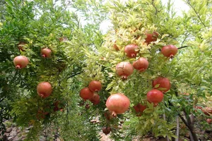 باغ مهرداد کشاورز