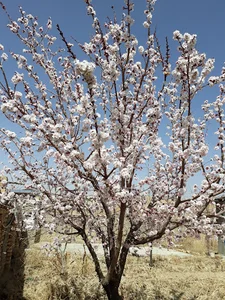 بوستان رنگین کمان