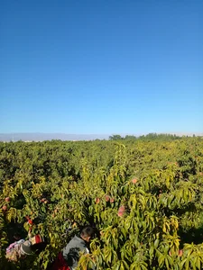 بوستان جنگلی گلبهار