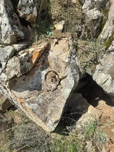 عسل فروشی