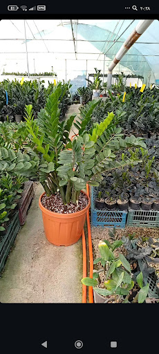 گلخونه باباعلی