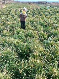 روستای آریش