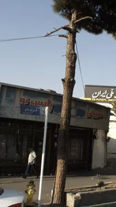 شیرینی پارس نو 2