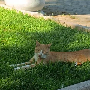 باغ غدیر اصفهان 3