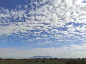 هلالی منصوری