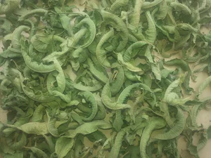 الکتریکی ایوب سقلی