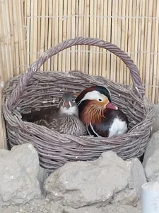 باغ پرندگان قوی سفید