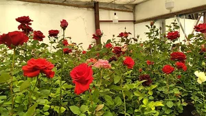 گلخانه ساطع