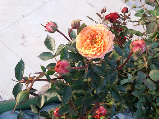 فروشگاه گل و گیاه یاس