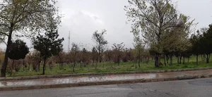 پارک جنگلی