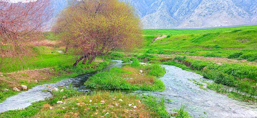 تردپ