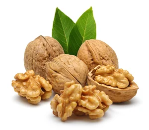خشکبار مجیدی