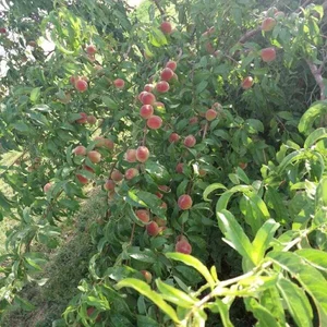 روستای خسروآباد امجدی