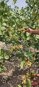 باغ مجید زارع