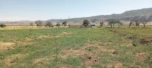باغ بادام سید داوودمیرعبدالی