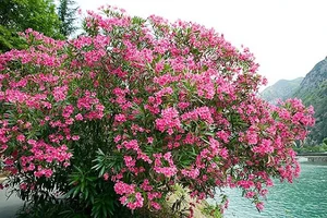 گیاهان دارویی ابن سینا