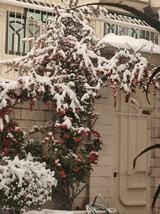 میدان گلها