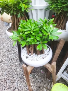 خانه گل آنتوریوم