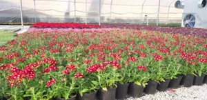 تولیدی گل و گیاه هاشم پو یاس
