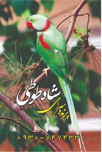 فروشگاه شاه طوطی