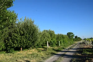 بیاض گل ۲