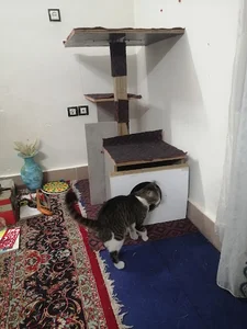 دهرود