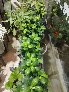 گلسرای هیراد