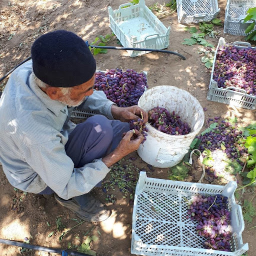 باغ انگور حاجی. اسماعیلی گورچین قلعه.