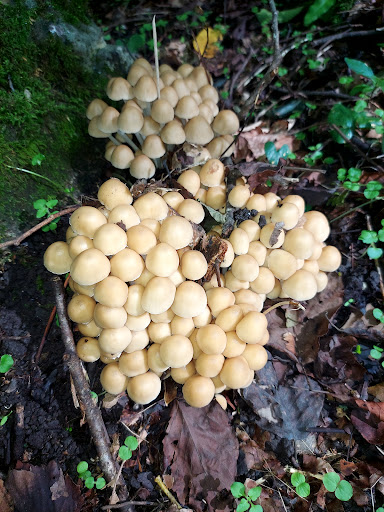 Savad kooh forest