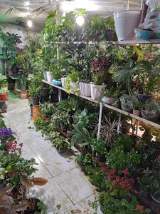 گلخانه البرز