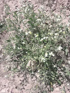 هایپر عطاری کلبه سلامت