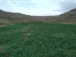 یورد آغزی