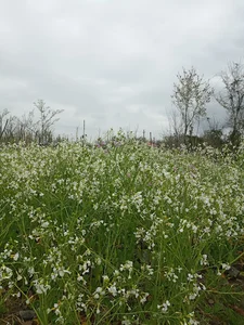 استان گیلان ، جاده سنگر - سیاهکل ،روستای بادان محله پاشاکی