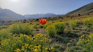 دامنه آیقار داغی