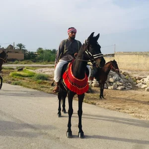بیت وادی